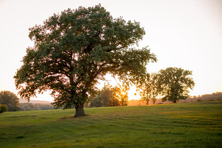 Warm autumn sunset in the Dobrovat Meadow, Romania, with golden light filtering through majestic oak trees. The vibrant fall colors and serene atmosphere create a picturesque and tranquil scene.の写真素材