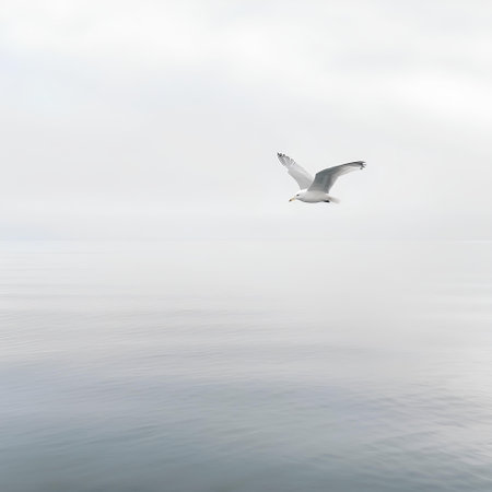 Seagull flying over the sea in the foggy morning.の素材