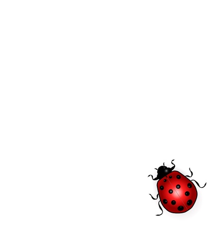 red ladybug on white - backgroundの写真素材