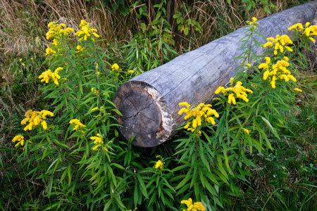 log in green grass with flowersの写真素材