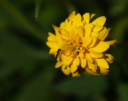 bee on yellow flower and green background