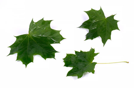 green maple leaf on white backgroundの写真素材
