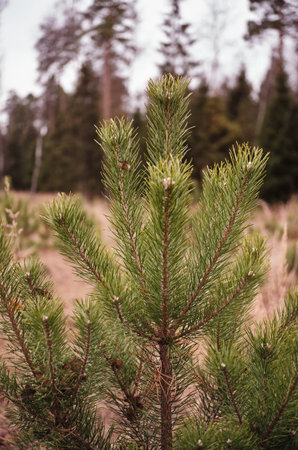 green fir tree branch on forest background