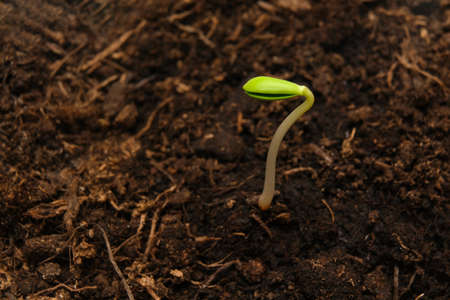 green apple tree sprout in black groundの写真素材