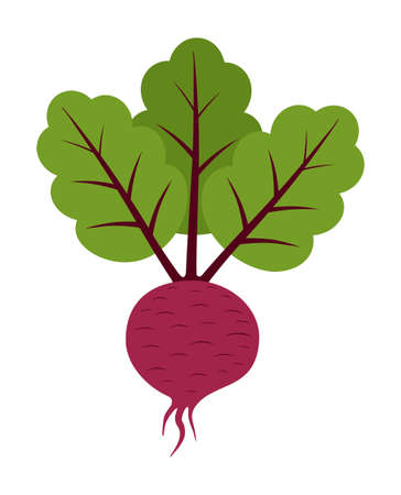 beet root icon isolated on white backgroundの写真素材