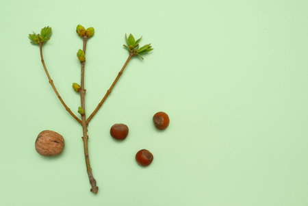 Young spring branch with leaves and nuts on green background