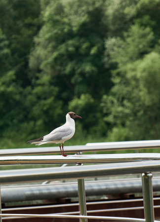 seagull bird sitting on metal pipe