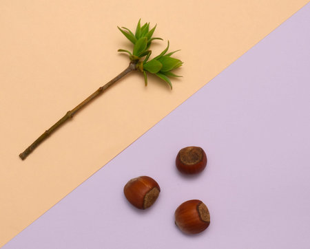 Young spring branch with leaves and nuts on color background