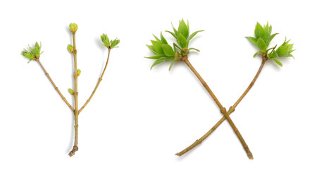 young spring branch with green leaf isolated on white background