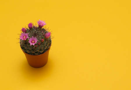 green cactus plant with pink flowers on yellow backgroundの写真素材