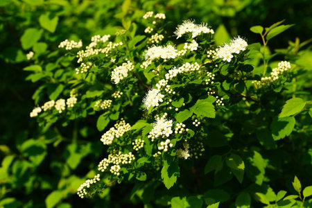 spring bush branch with white blooming flowers