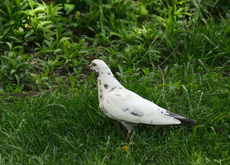 white dove pigeon bird on green grass backgroundの写真素材