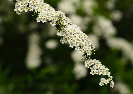 spring bush branch with white flowersの写真素材