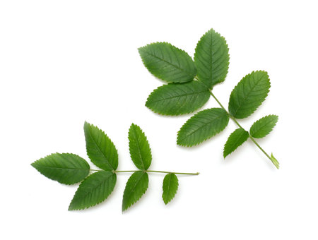 rosehip green leaves isolated on white background