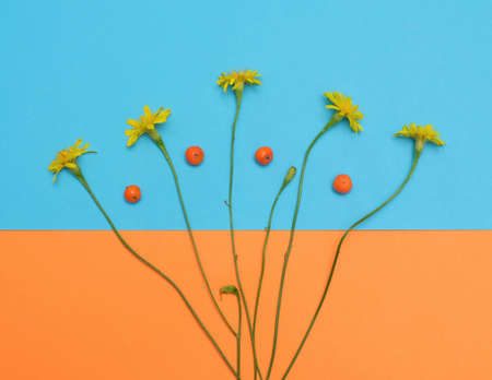 yellow flowers on orange blue background fine art photoの写真素材
