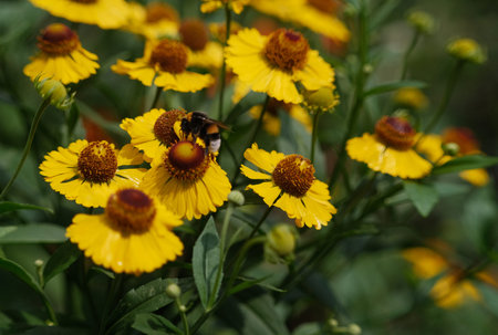 yellow blossom flower with bumblebee insect and leaves on backgroundの写真素材