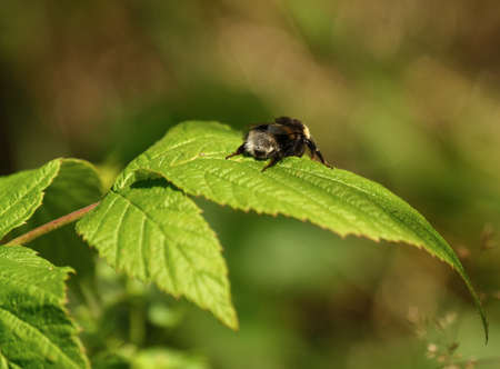 bumblebee bee insect on green leaf macro photoの写真素材