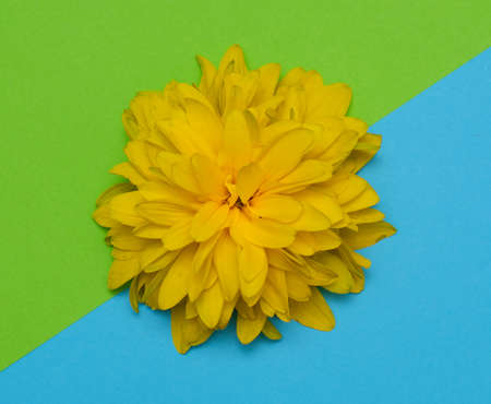 yellow blossom flower with leaves top view on green blue backgroundの写真素材