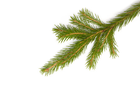 green fir tree branch isolated on white background