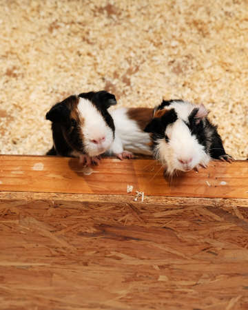 cute black white small american cavy in wood boxの写真素材