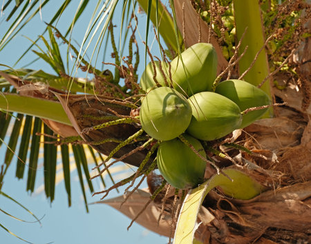 fresh green coconut fruit group on palm tree