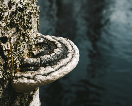 Shelf mushroom, shelfing mushroom fungi growing on tree trunk bark.の写真素材