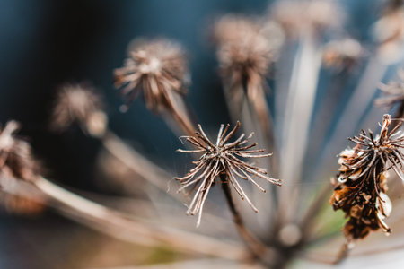 Dry umbrellas and stalks of hogweed Sosnowski close up macro.