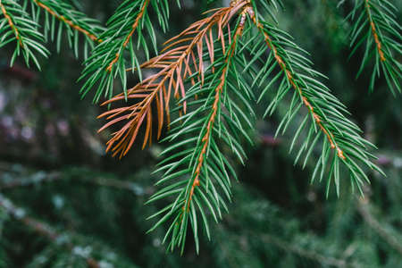 A close-up of a spruce branch on a blurred background. Natural green and dry brown spruce branch close up.の写真素材