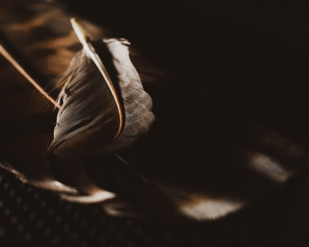 Beautiful abstract white and brown feathers on black background, soft feather texture on black...