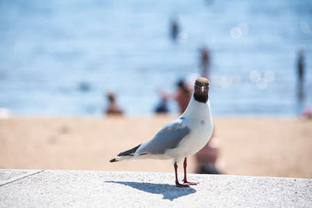 White seagull on the beach. High quality photoの写真素材