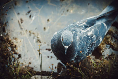A beautiful close-up shot of a pigeon. High quality photoの写真素材