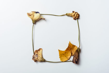 Autumn frame composition made of dried roses and birch leaves on a white background. Autumn...