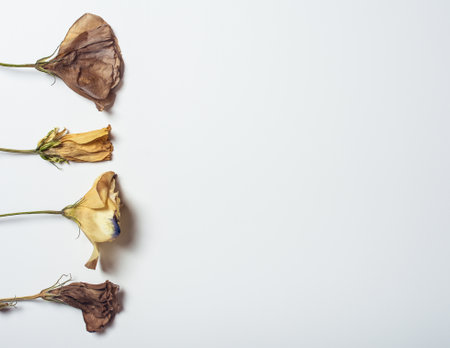 Autumn composition made of three dried roses on a white background. Autumn background. Flat lay, top view, copy space.の写真素材
