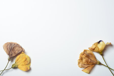 Autumn composition made of three dried roses on a white background. Autumn background. Flat lay, top view, copy space.の写真素材