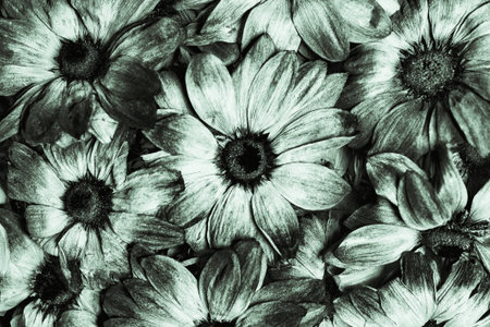 Autumn background of dried flowers, black and white photo. Top view.の写真素材