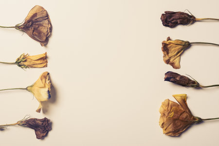 Autumn composition made of three dried roses on a white background. Autumn background. Flat lay, top view, copy space.の写真素材
