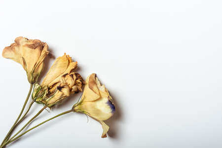 Autumn composition made of three dried roses on a white background. Autumn background. Flat lay, top view, copy space.の写真素材