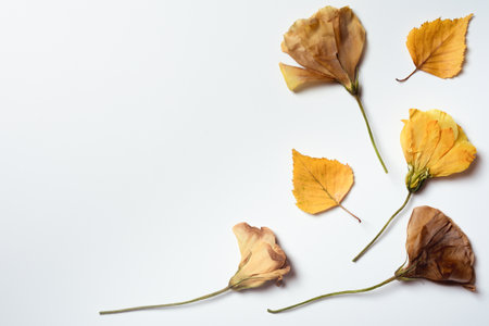 Autumn background. Pattern made of dried rose and autumn leaves. Flat lay, top view, copy space. Autumn, fall concept.の写真素材