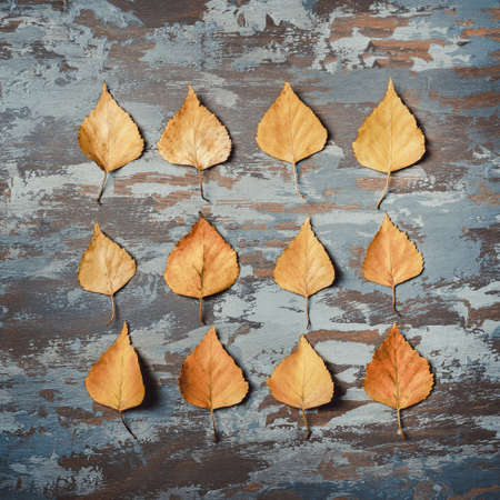 Autumn pattern of dried birch leaves on a wooden background. Autumn composition, fall concept. Autumn background. Flat lay.の写真素材