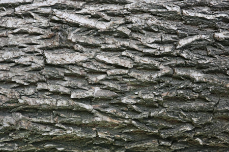 Bark tree
