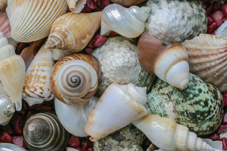 Collection of seashells