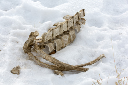 Skeleton of an animal at Igdir, Turkeyの写真素材