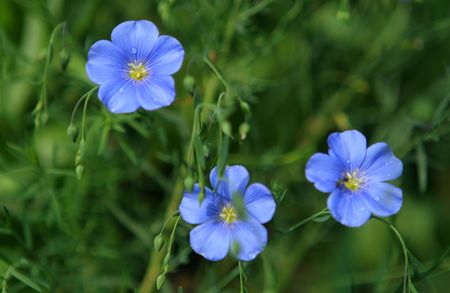 The Flowering blue flax on washed away green background.の写真素材