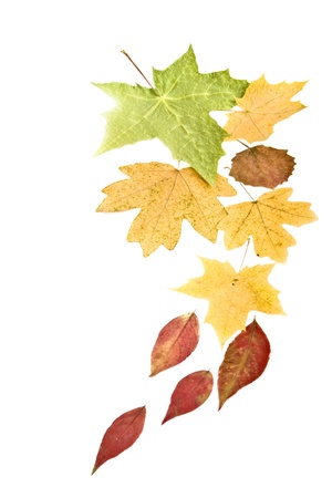 Background of autumn leaves.の写真素材