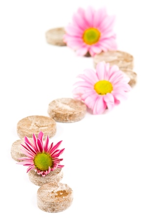 A few peat pellets of different sizes on a white background  Focus on the flower in the foreground の写真素材