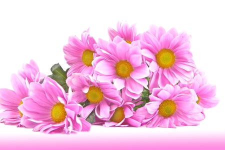 Postcard with a bouquet of purple chrysanthemums on a white background の写真素材