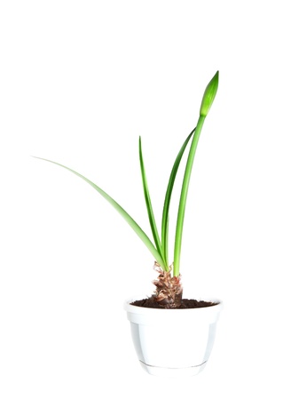 Young plant to prepare to flowering, on a white background.の写真素材