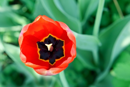 Red Tulip on a background of green leaf close-up の写真素材