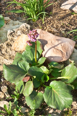 Bergenia crassifolia,medicinal plant family Saxifragaceae の写真素材