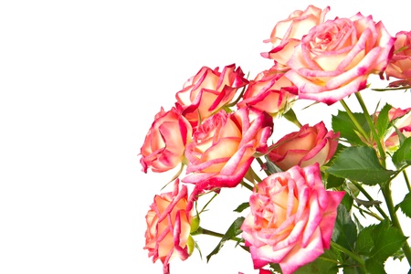 Beautiful bouquet of roses on a white background の写真素材
